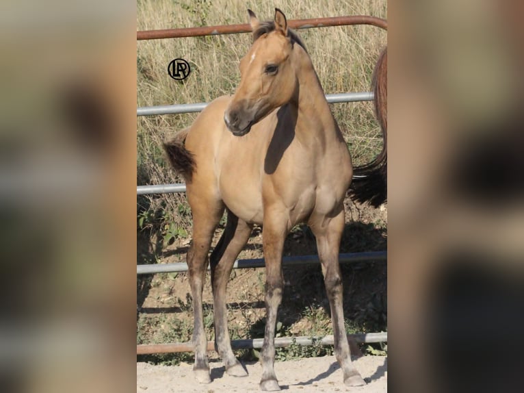 Caballo cuarto de milla Yegua Potro (05/2026) Buckskin/Bayo in VARSI PR