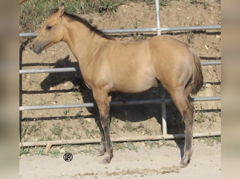 Caballo cuarto de milla Yegua Potro (05/2026) Buckskin/Bayo in VARSI PR