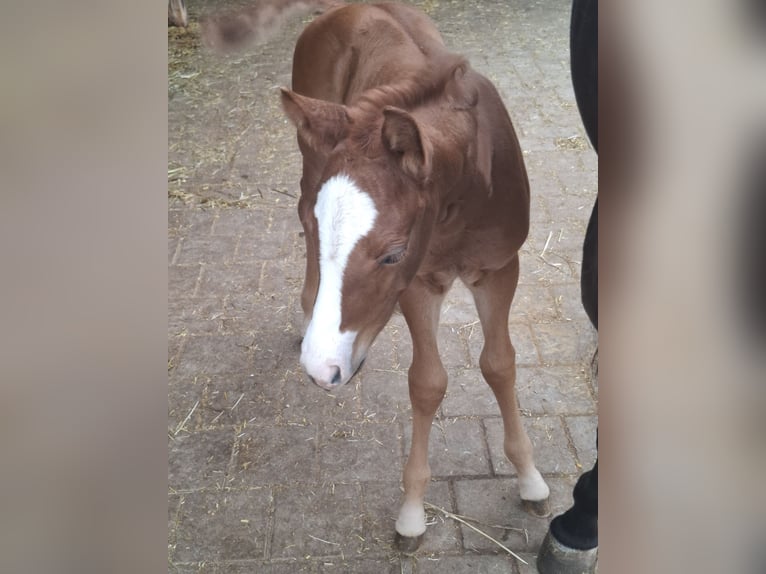 Caballo cuarto de milla Yegua  Castaño oscuro in L&#xF6;ffingen Unadingen