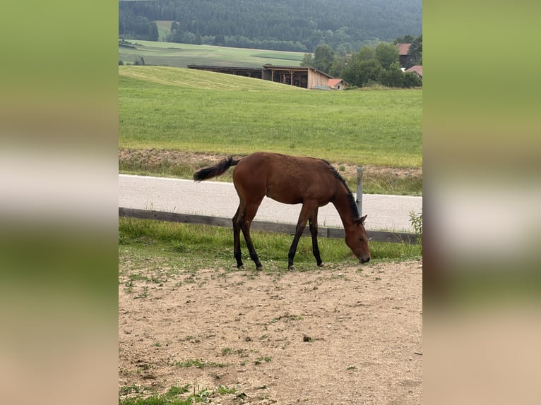 Caballo cuarto de milla Yegua Potro (03/2026) Castaño in Arnbruck