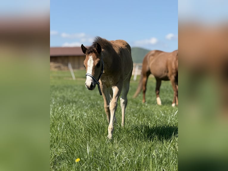 Caballo cuarto de milla Yegua  Castaño rojizo in Žilina