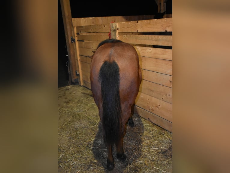 Caballo cuarto de milla Yegua Potro (01/2025) Castaño rojizo in Lesično