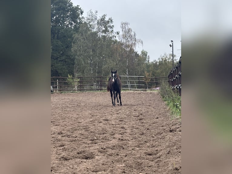 Caballo cuarto de milla Yegua Potro (04/2025) Negro in Gifhorn