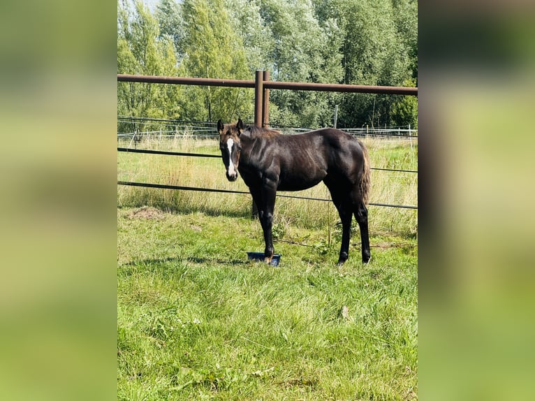 Caballo cuarto de milla Yegua Potro (04/2025) Negro in Gifhorn