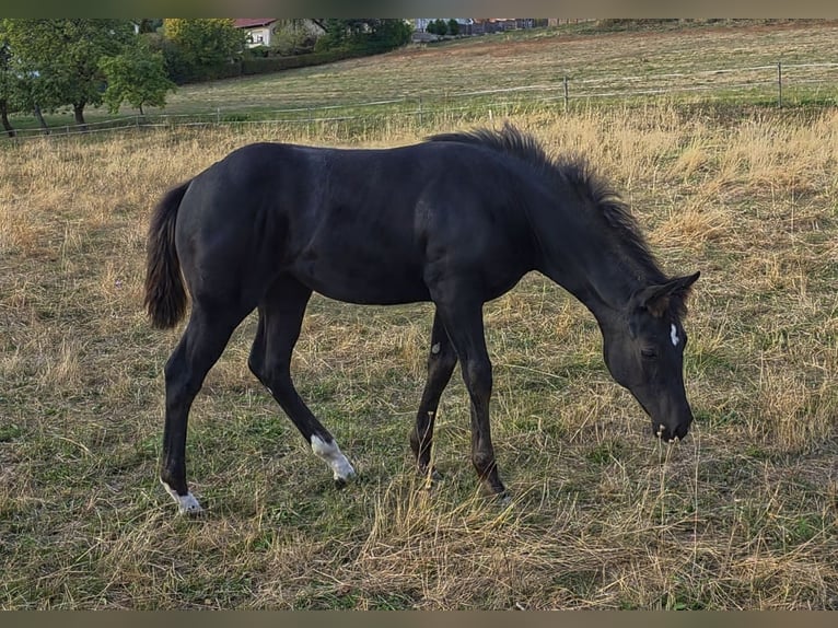 Caballo cuarto de milla Yegua Potro (05/2026) Negro in Reichweiler