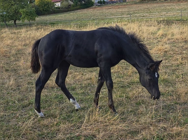 Caballo cuarto de milla Yegua Potro (05/2026) Negro in Reichweiler