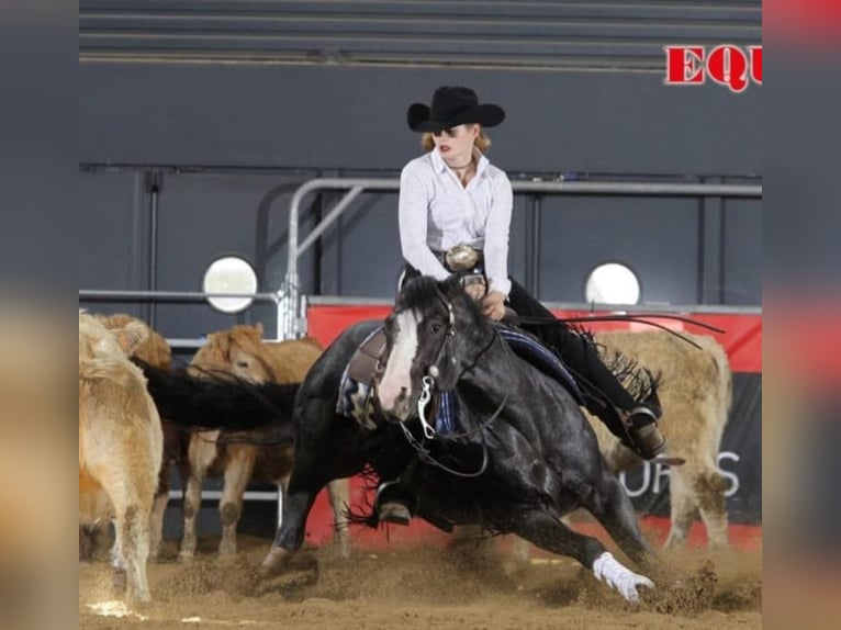 Caballo cuarto de milla Yegua Potro (06/2025) Negro in Dreisbach