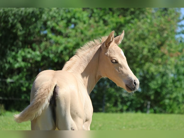 Caballo cuarto de milla Yegua Potro (05/2026) Palomino in Rappottenstein