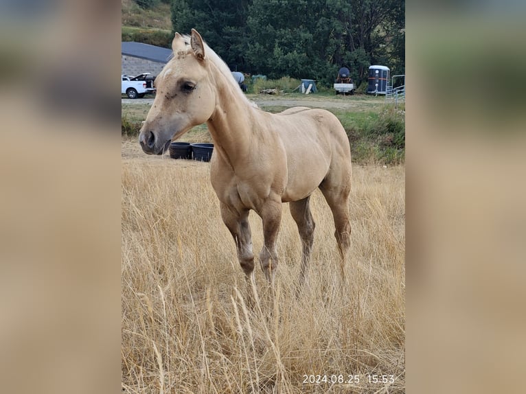 Caballo cuarto de milla Yegua Potro (06/2024) Palomino in Le Soler