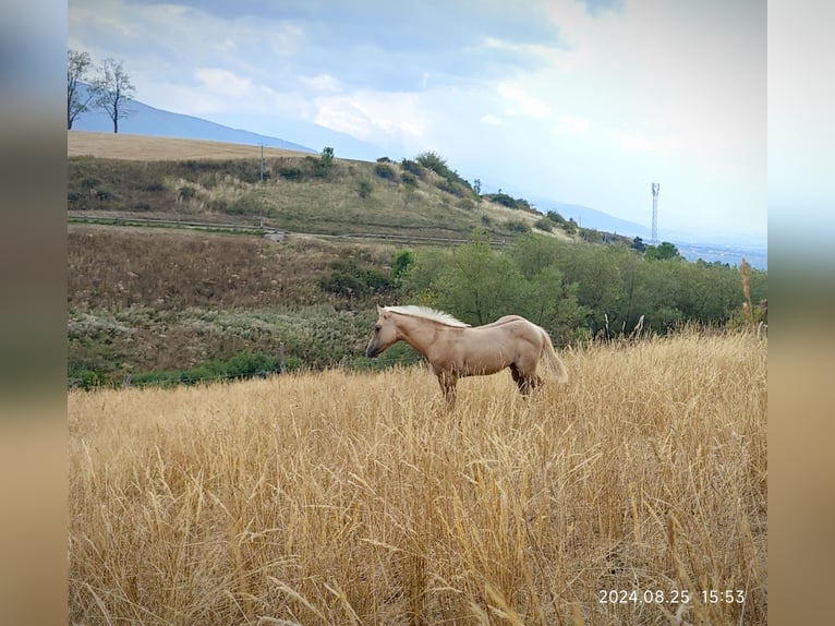 Caballo cuarto de milla Yegua Potro (06/2024) Palomino in Le Soler