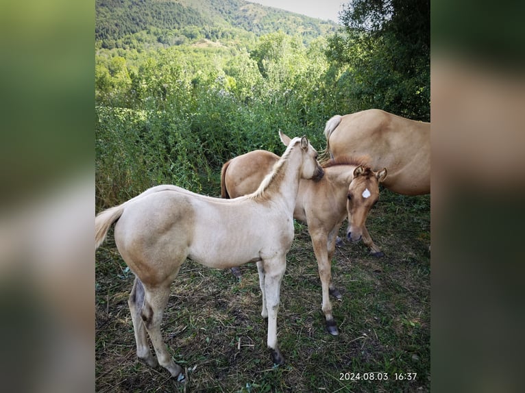 Caballo cuarto de milla Yegua Potro (06/2024) Palomino in Le Soler