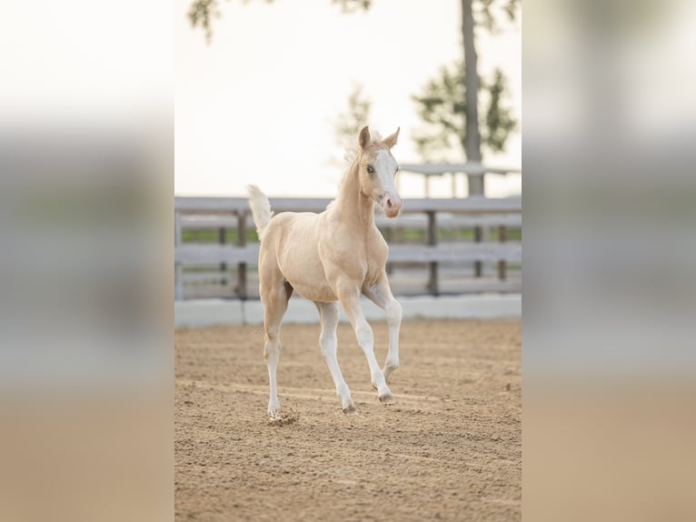 Caballo cuarto de milla Yegua Potro (01/2026) Palomino in Tollebeek