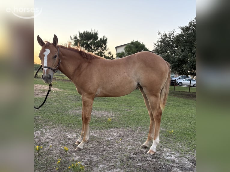Caballo cuarto de milla Yegua Potro (04/2026) Red Dun/Cervuno in Needville, TX