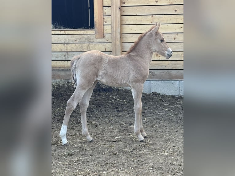Caballo cuarto de milla Yegua Potro (04/2026) Red Dun/Cervuno in Považska Bystrica