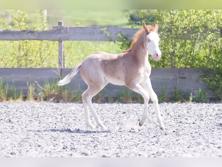 Caballo cuarto de milla Yegua  Ruano alazán in Frankfurt am Main