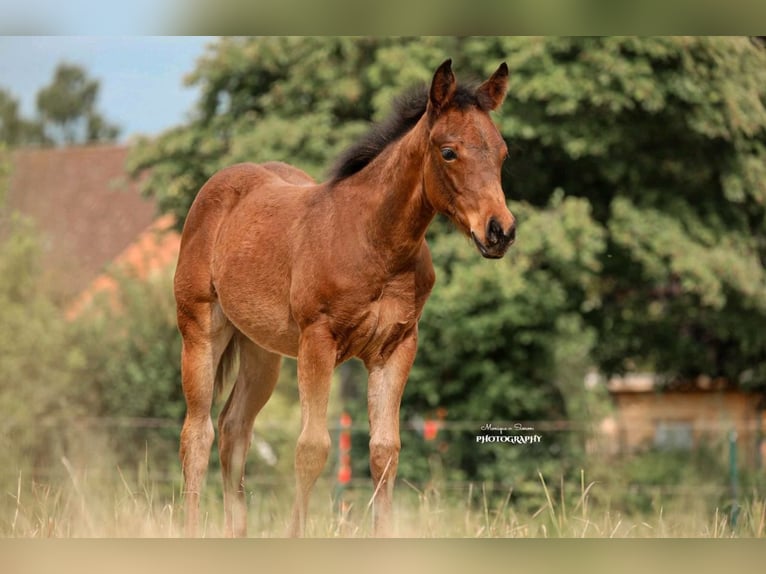 Caballo cuarto de milla Yegua Potro (03/2025) in Salzgitter