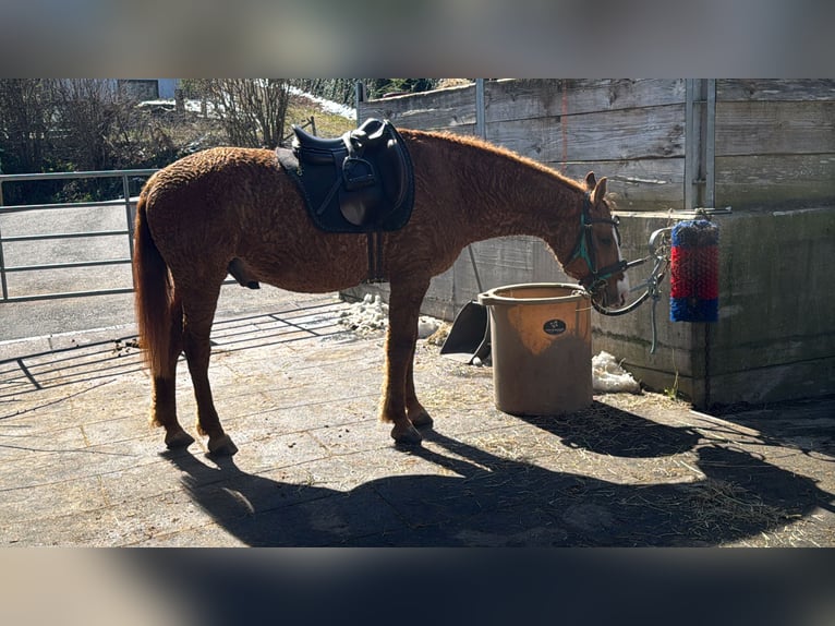 Caballo ""Curly"" Mestizo Caballo castrado 10 años 150 cm Alazán in Wädenswil