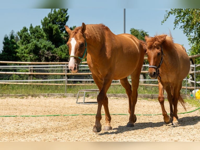 Caballo ""Curly"" Mestizo Caballo castrado 10 años 150 cm Alazán in Wädenswil