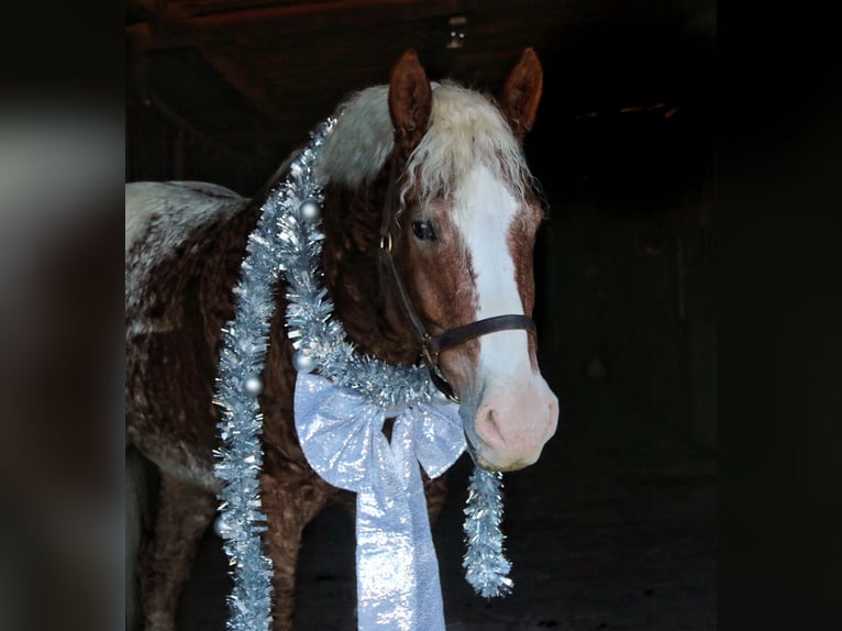 Caballo ""Curly"" Mestizo Caballo castrado 10 años 163 cm Alazán rojizo in Mount Vernon