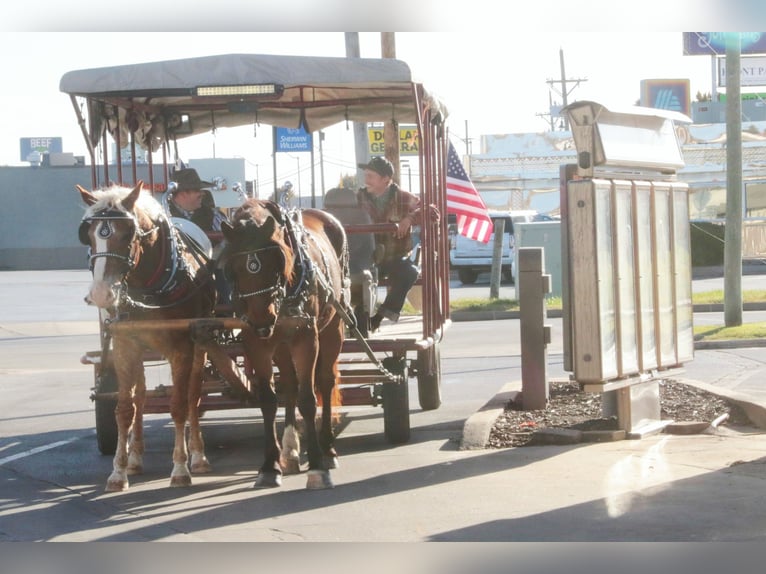 Caballo ""Curly"" Mestizo Caballo castrado 11 años 163 cm Alazán rojizo in Mount Vernon