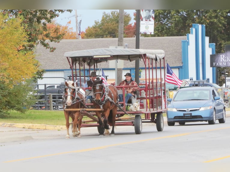 Caballo ""Curly"" Mestizo Caballo castrado 11 años 163 cm Alazán rojizo in Mount Vernon