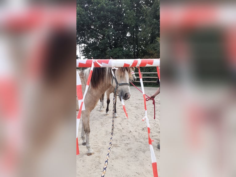 Caballo ""Curly"" Caballo castrado 2 años 142 cm Bayo in Ruinen