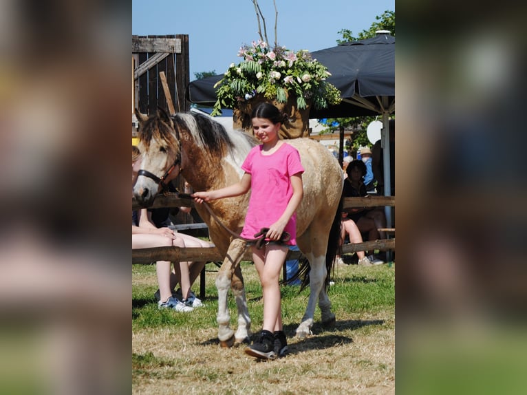 Caballo ""Curly"" Caballo castrado 3 años 142 cm Bayo in Ruinen