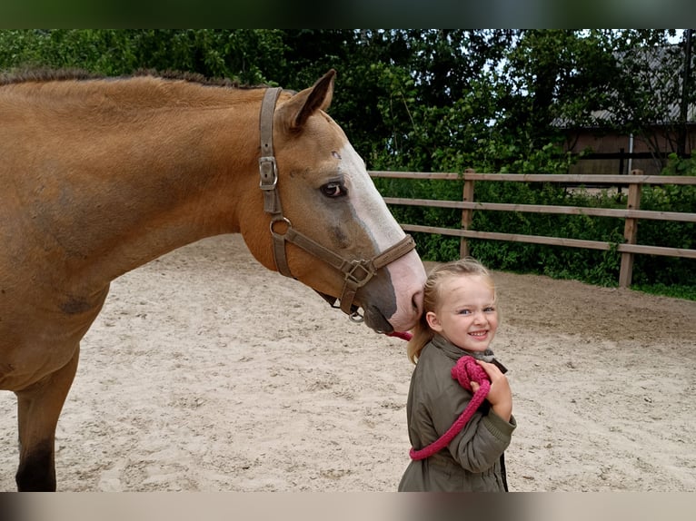 Caballo ""Curly"" Caballo castrado 3 años 152 cm Bayo in Ruinen