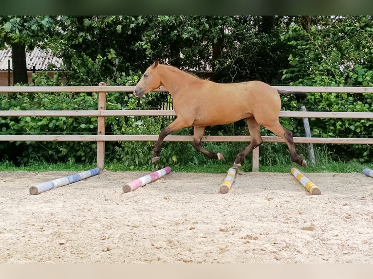 Caballo ""Curly"" Caballo castrado 3 años 152 cm Bayo in Ruinen