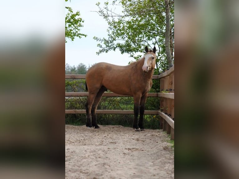 Caballo ""Curly"" Caballo castrado 3 años 152 cm Bayo in Ruinen