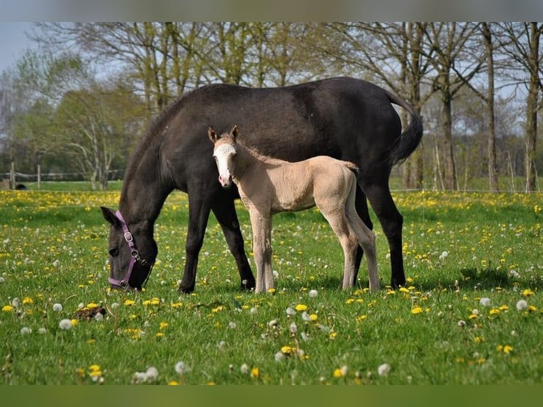 Caballo ""Curly"" Caballo castrado 3 años 152 cm Bayo in Ruinen