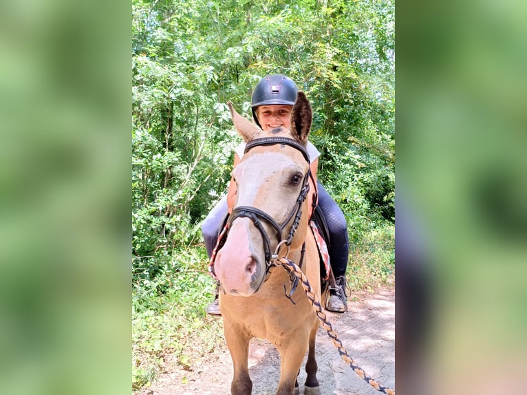 Caballo ""Curly"" Caballo castrado 3 años 152 cm Bayo in Ruinen