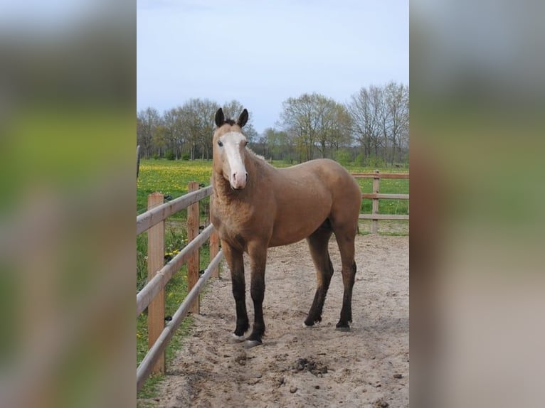 Caballo ""Curly"" Caballo castrado 3 años 152 cm Bayo in Ruinen