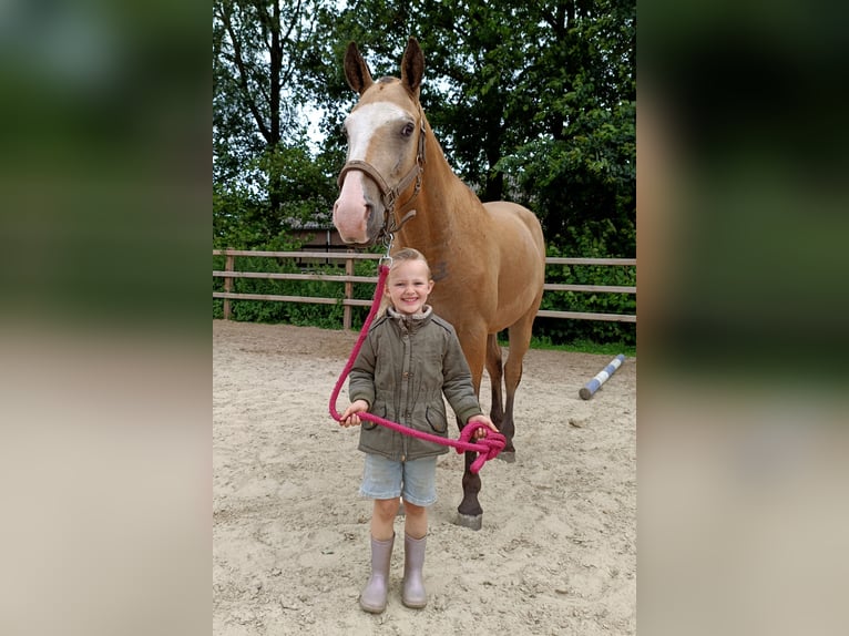 Caballo ""Curly"" Caballo castrado 3 años 152 cm Bayo in Ruinen