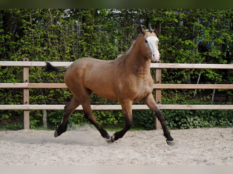 Caballo ""Curly"" Caballo castrado 3 años 152 cm Buckskin/Bayo in Ruinen