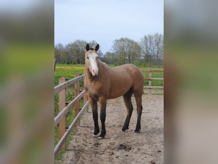 Caballo ""Curly"" Caballo castrado 3 años 152 cm Buckskin/Bayo in Ruinen