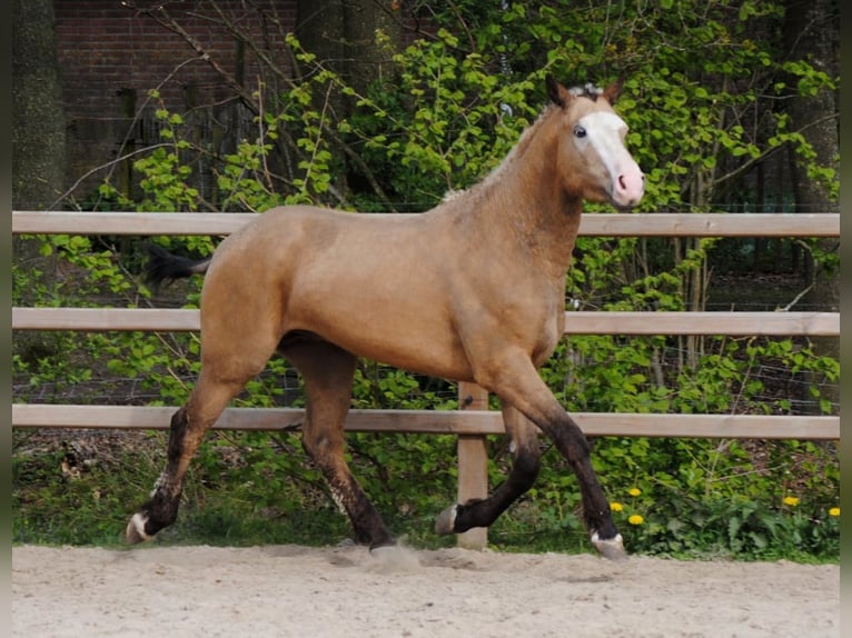 Caballo ""Curly"" Caballo castrado 3 años 152 cm Buckskin/Bayo in Ruinen