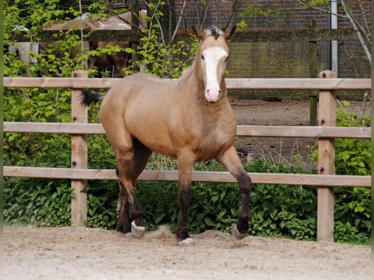 Caballo ""Curly"" Caballo castrado 3 años 152 cm Buckskin/Bayo in Ruinen