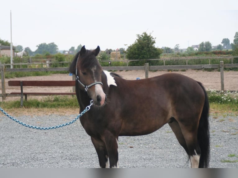 Caballo ""Curly"" Caballo castrado 4 años 125 cm Pío in AssendelfT