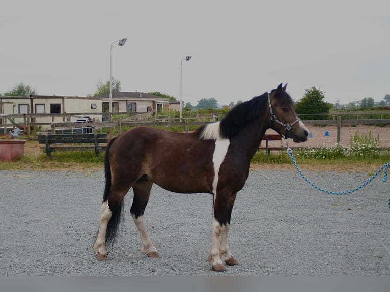 Caballo ""Curly"" Caballo castrado 4 años 125 cm Pío in AssendelfT