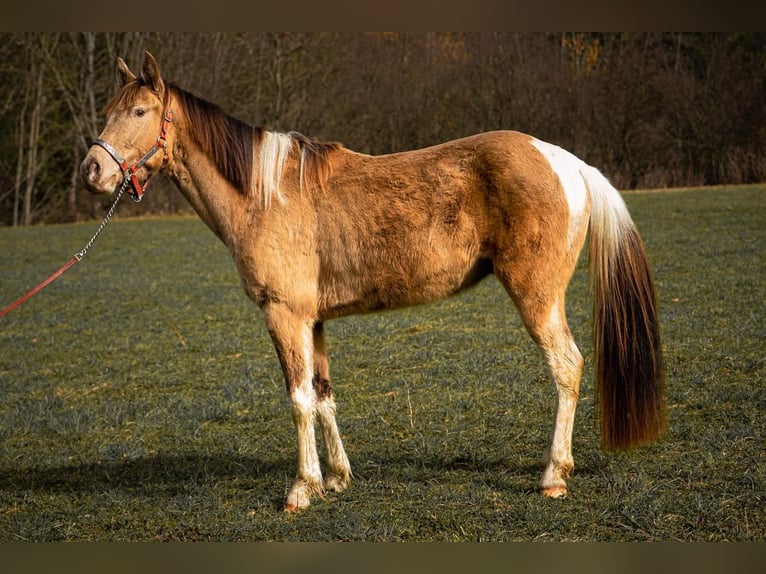 Caballo ""Curly"" Caballo castrado 4 años 140 cm Pío in Plaffeien