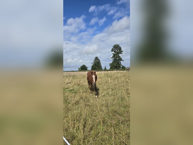 Caballo ""Curly"" Caballo castrado 4 años 154 cm Alazán in Werder