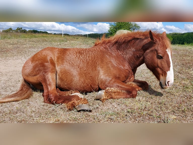 Caballo ""Curly"" Mestizo Caballo castrado 6 años 160 cm Alazán in Buckow (MärkischeSchweiz)