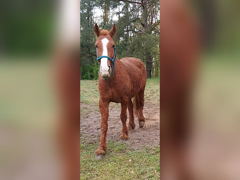 Caballo ""Curly"" Mestizo Caballo castrado 6 años 160 cm Alazán in Buckow (MärkischeSchweiz)