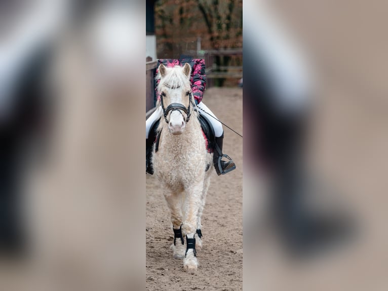 Caballo ""Curly"" Caballo castrado 7 años 128 cm Palomino in Oosterwolde Gld