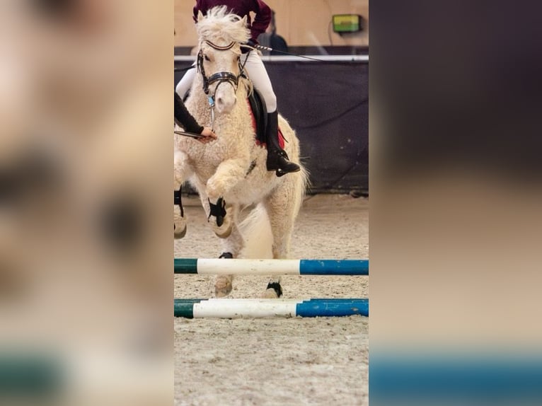 Caballo ""Curly"" Caballo castrado 7 años 128 cm Palomino in Oosterwolde Gld