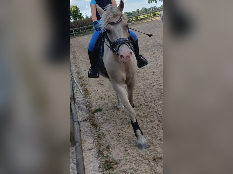 Caballo ""Curly"" Caballo castrado 7 años 128 cm Palomino in Oosterwolde Gld