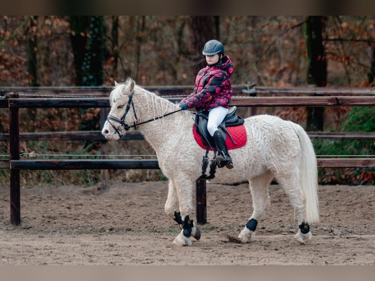 Caballo ""Curly"" Caballo castrado 7 años 135 cm Palomino in Oosterwolde Gld