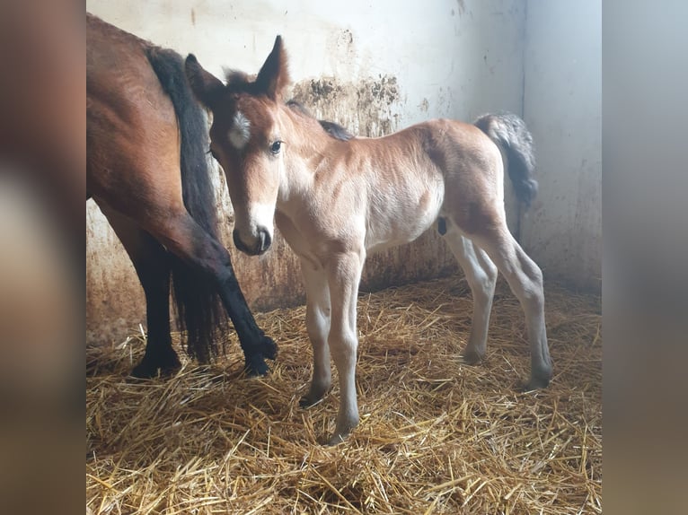 Caballo ""Curly"" Caballo castrado  140 cm Castaño in Bad Vöslau