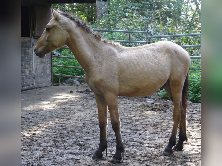 Caballo ""Curly"" Semental 1 año 145 cm Buckskin/Bayo in Arnbruck